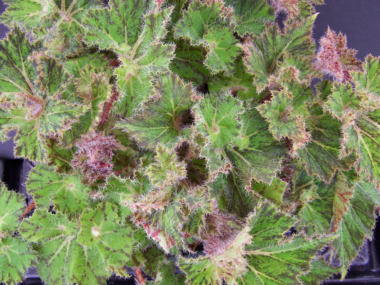 B. ‘Vista Pauper’